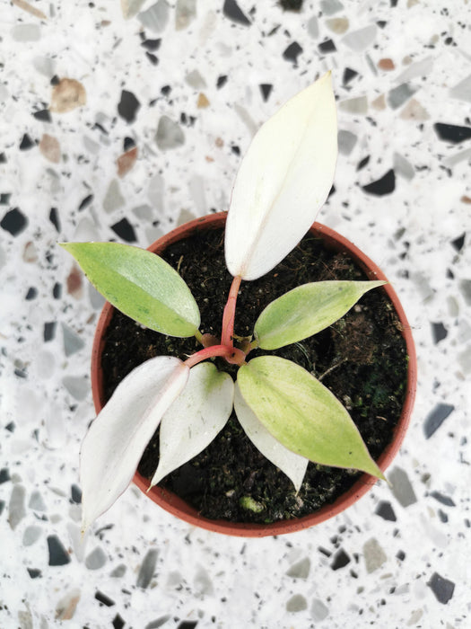 Philodendron snowdrift