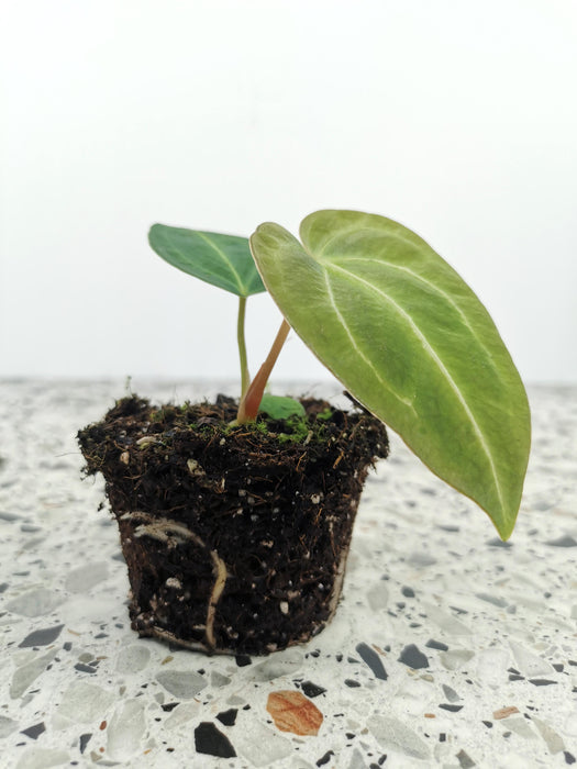 Anthurium regale