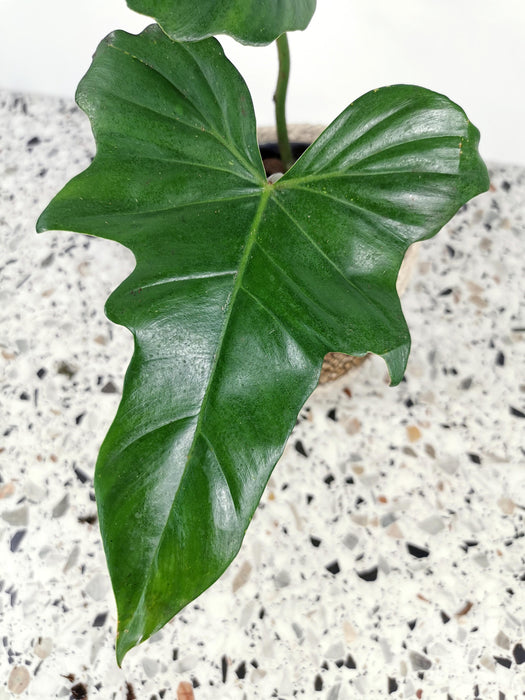 Philodendron green dragon