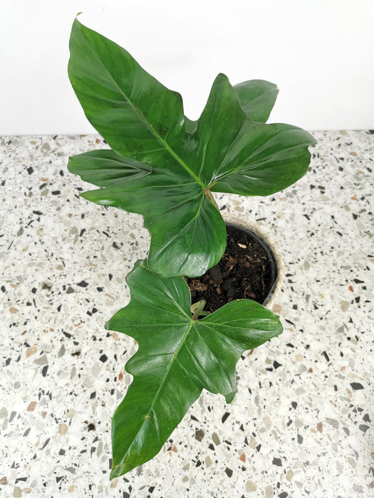 Philodendron green dragon
