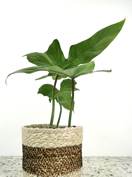 Philodendron green dragon