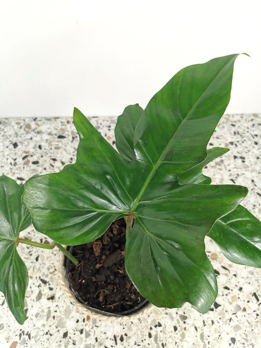 Philodendron green dragon