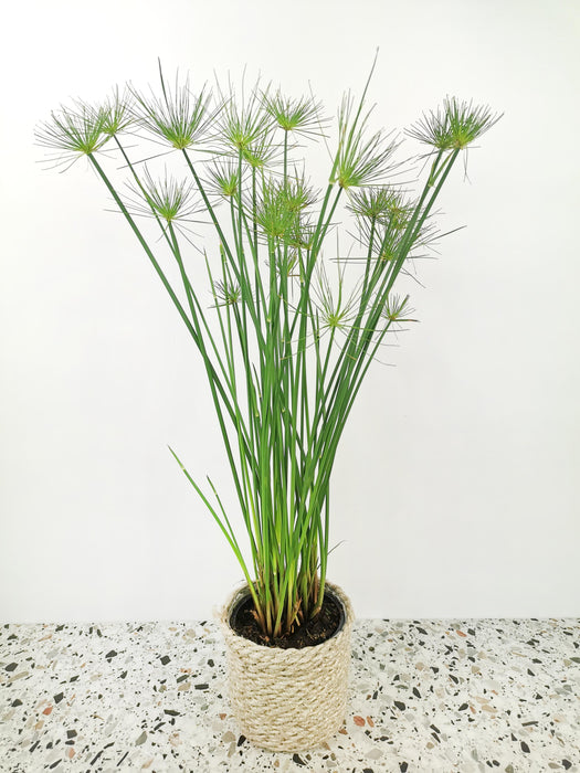 Cyperus haspan