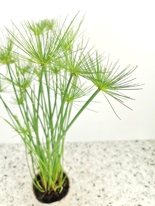 Cyperus haspan
