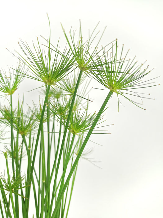 Cyperus haspan