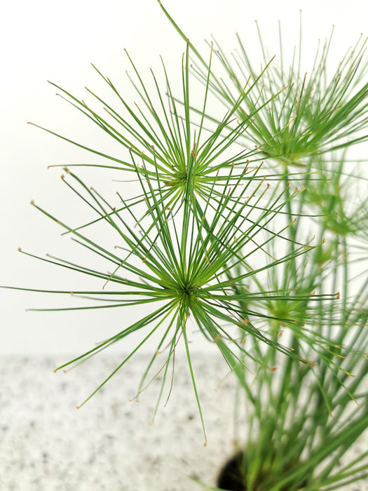 Cyperus haspan