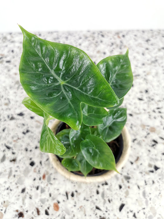Alocasia ivory coast