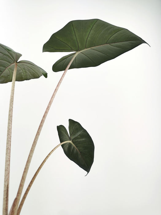 Alocasia yucatan princess - medium