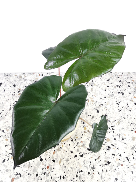 Alocasia yucatan princess - medium