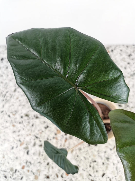 Alocasia yucatan princess - medium