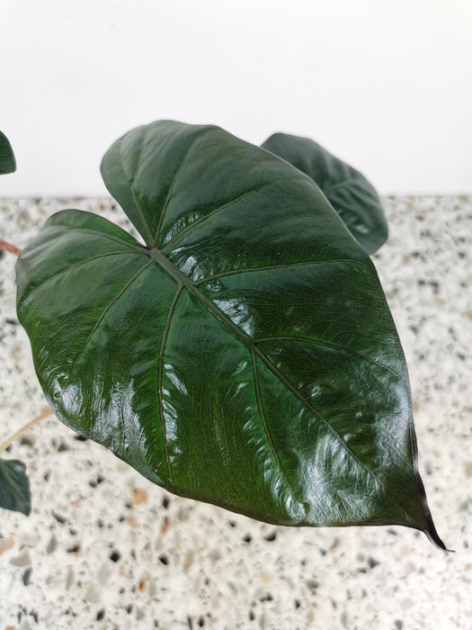 Alocasia yucatan princess - medium