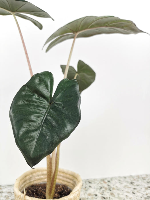 Alocasia yucatan princess - medium