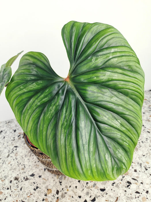 Philodendron plowmanii