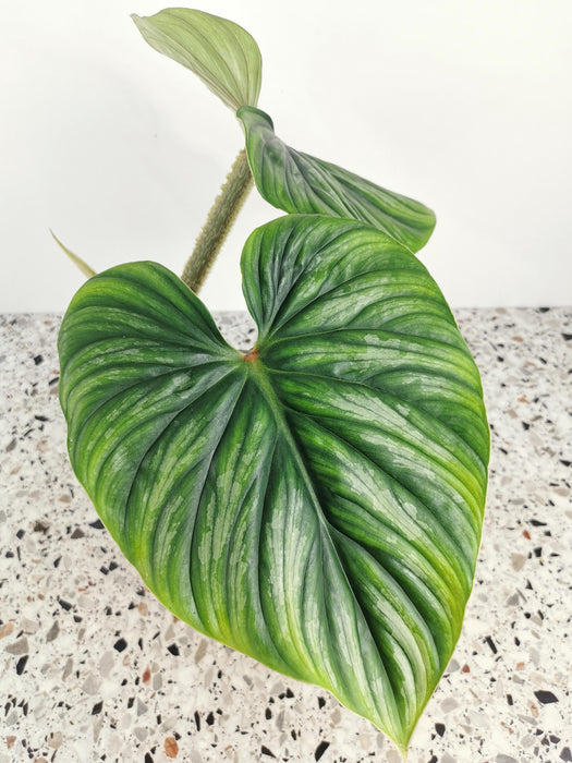Philodendron plowmanii