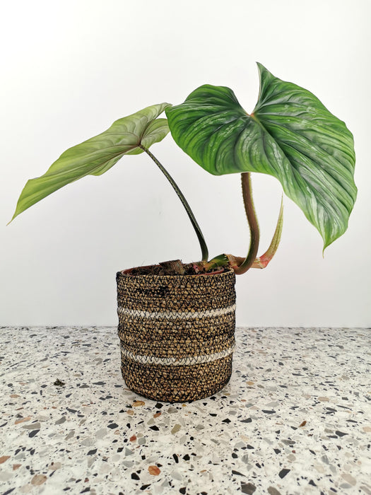 Philodendron plowmanii