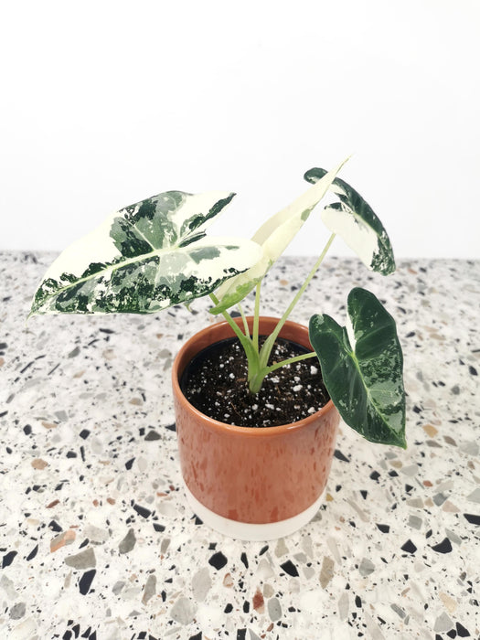 Alocasia frydek variegata