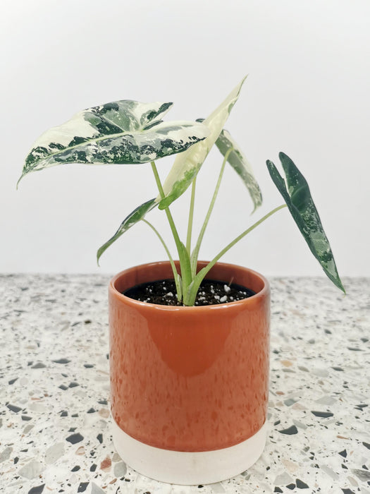 Alocasia frydek variegata