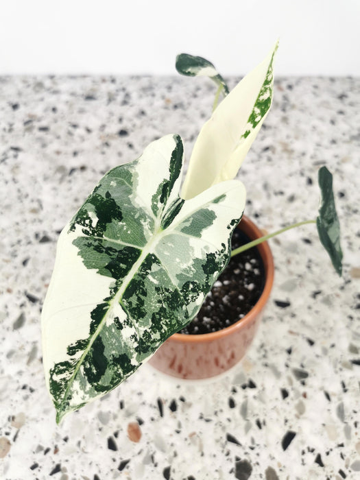 Alocasia frydek variegata