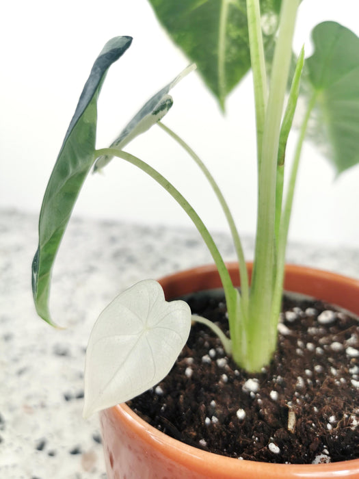 Alocasia frydek variegata