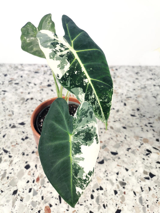 Alocasia frydek variegata