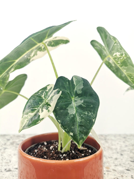 Alocasia frydek variegata