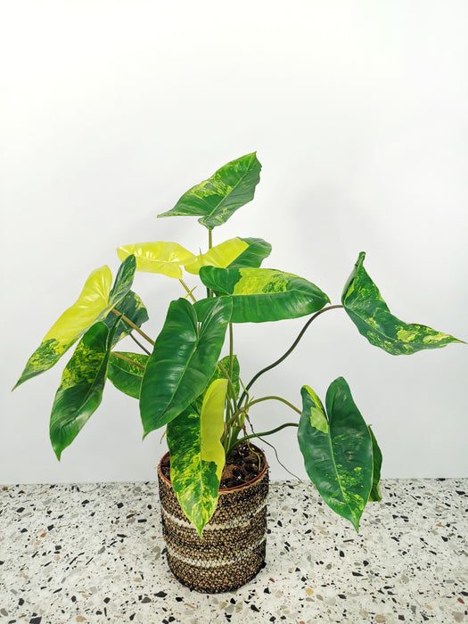 Philodendron burle marx variegata - Large