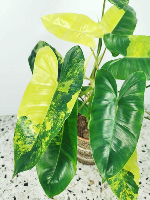 Philodendron burle marx variegata - Large