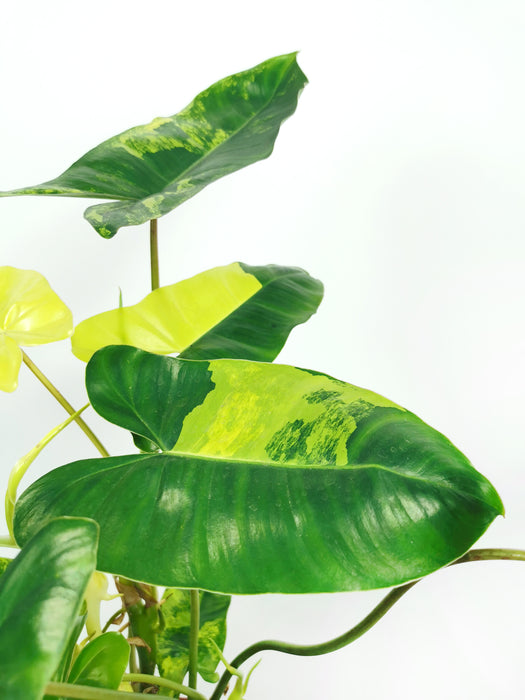 Philodendron burle marx variegata - Large