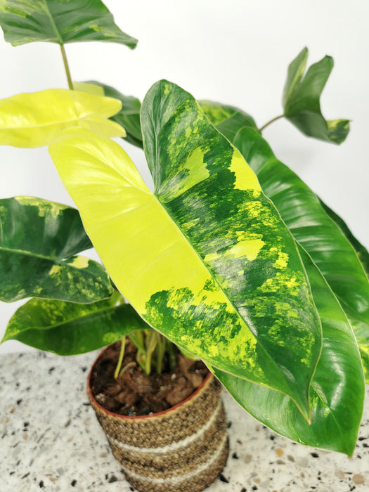 Philodendron burle marx variegata - Large