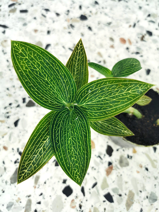 Ludisia discolor alba