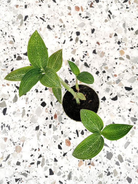 Ludisia discolor alba