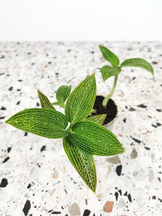 Ludisia discolor alba