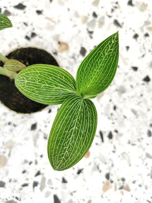 Ludisia discolor alba