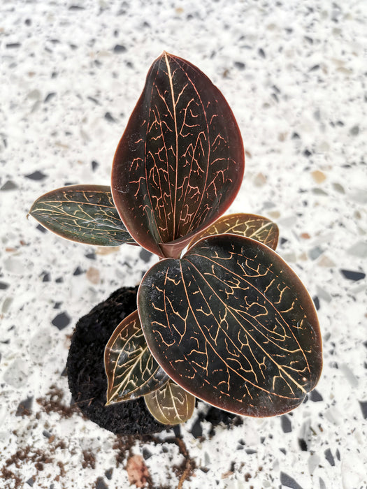 Anoectochilus Chapaensis