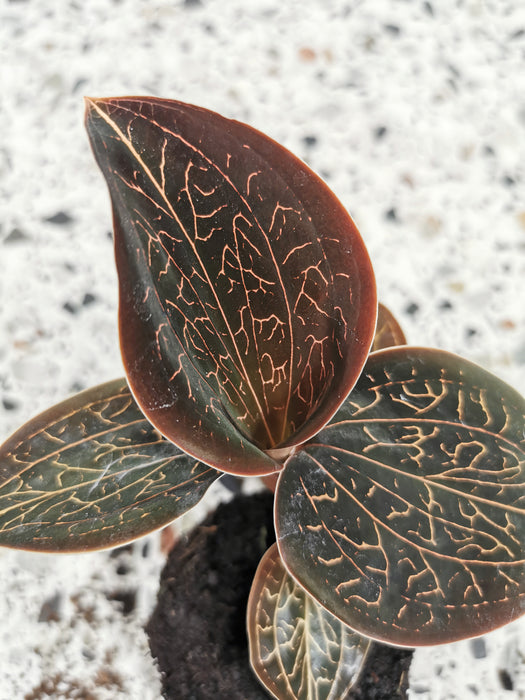Anoectochilus Chapaensis