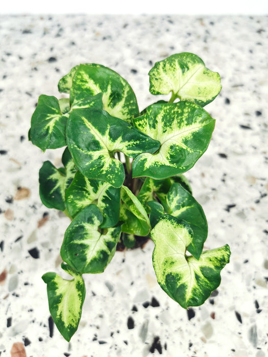 Syngonium pixie