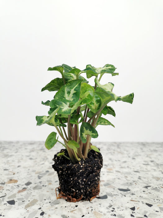 Syngonium pixie