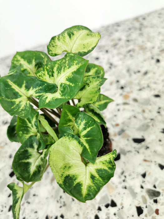 Syngonium pixie