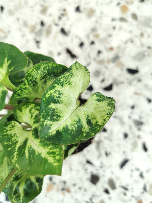 Syngonium pixie