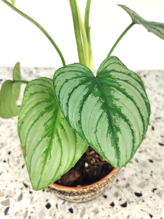 Philodendron mamei