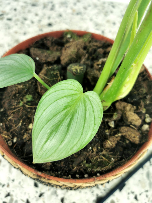 Philodendron mamei