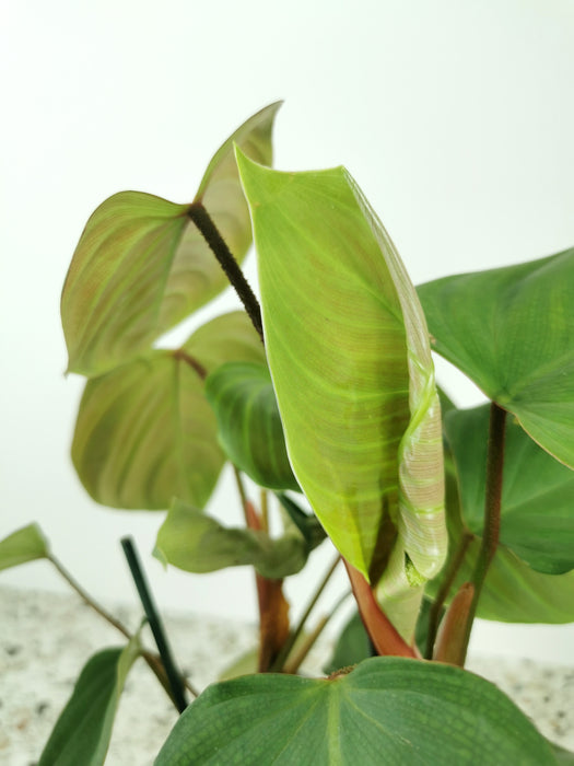 Philodendron fuzzy petiol