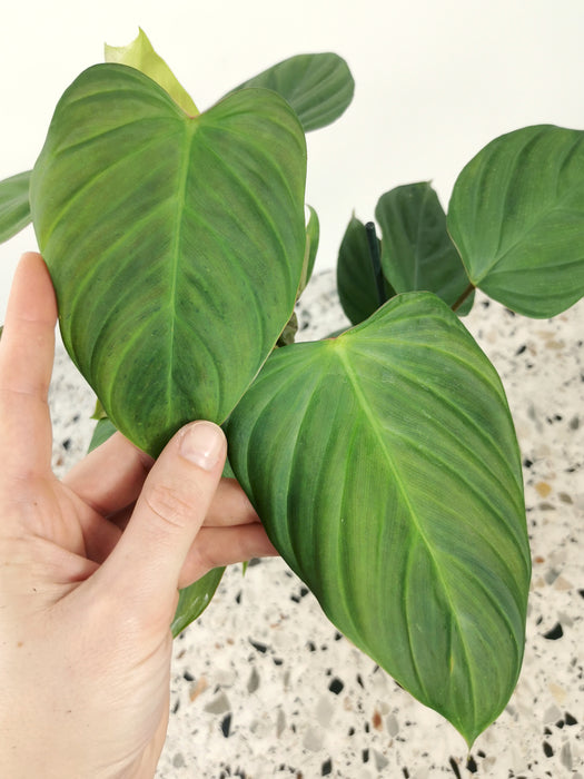 Philodendron fuzzy petiol