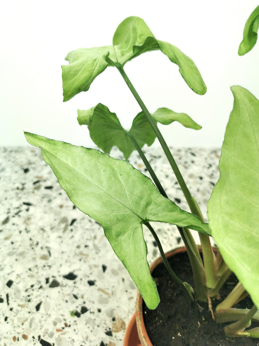 Syngonium podophyllum green