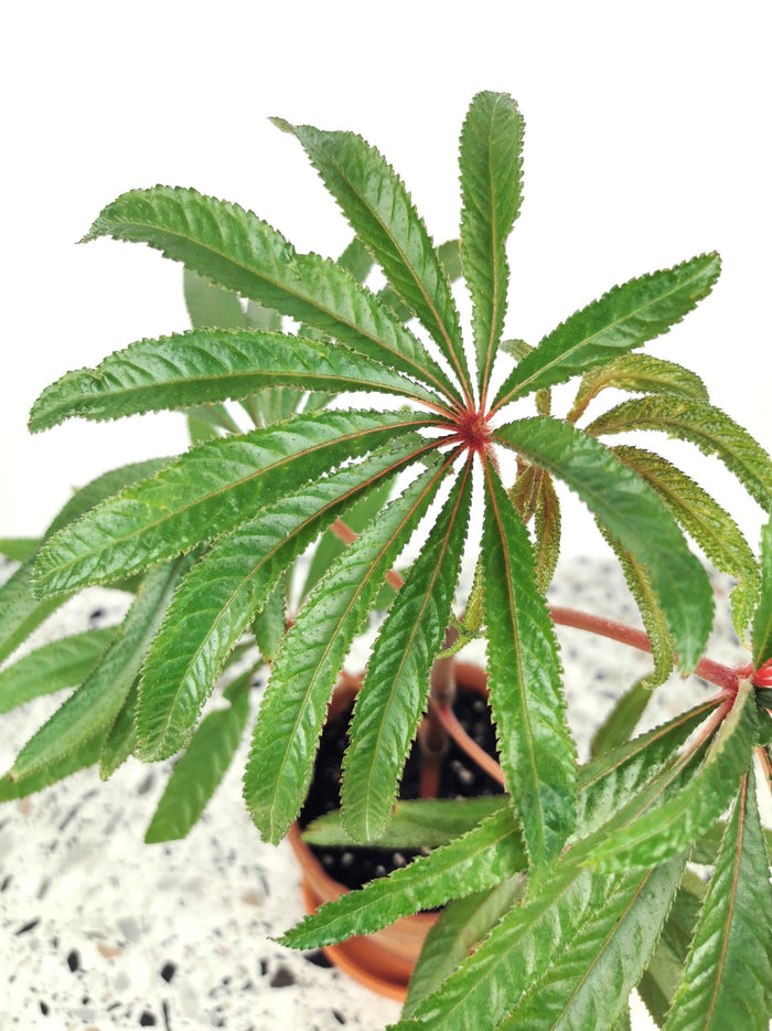 Begonia