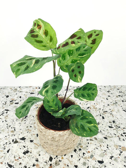 Maranta kerchoveana variegata