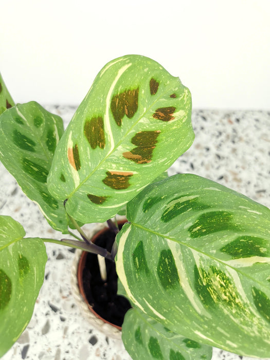 Maranta kerchoveana variegata