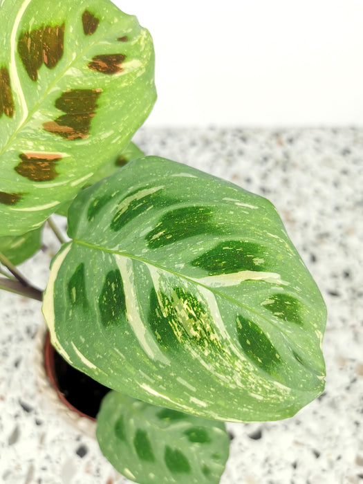 Maranta kerchoveana variegata
