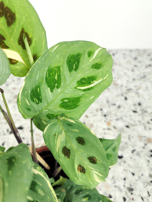 Maranta kerchoveana variegata