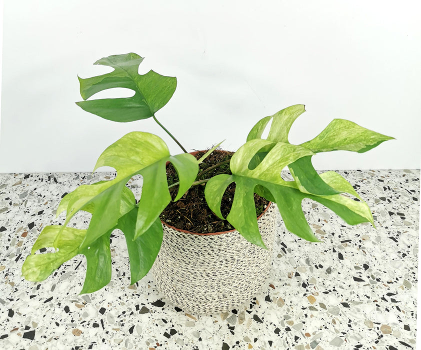 Rhaphidophora tetrasperma mint